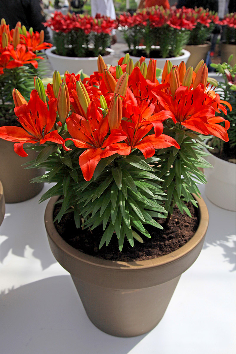 birthday flowers send flowers