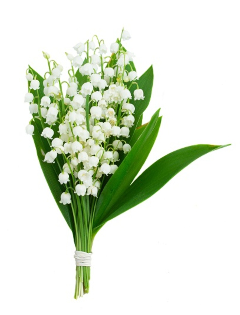 flowers flowers / their flowers