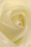 This evocative image opens with a close encounter of a cream-white rose, its heart spiralling gracefully inward, inviting you to explore the soft textures and gentle hues unique to Harold Hill. Each silky petal is touched by diffused light, casting faint shadows that add dimension and quiet interest. The serenity of the moment echoes the peaceful landscapes found throughout local parks and winding neighbourhood paths. There's a luminosity within the rose, a hush that suggests both a fresh start and a respectful memory-whether for a sympathy bouquet or an earnest token of admiration. The artistry behind the floral arrangement is evident, with each near-translucent petal arranged in a way only Harold Hill's passionate florists would deliver. A delicate, sweet scent seems to drift from the centre, understated yet unmistakable. The entire scene feels intimate and sincere, capturing not just the beauty of the flower, but also the heartfelt intention behind every bouquet crafted specially for Harold Hill.